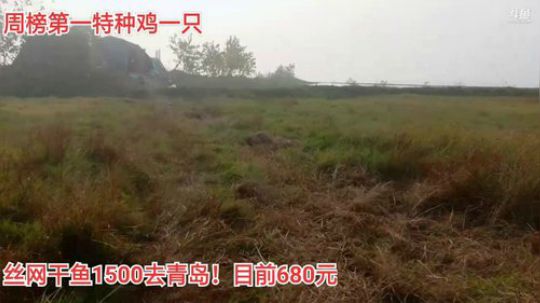先收地笼！接着抽水干塘 2019-11-07 07点场