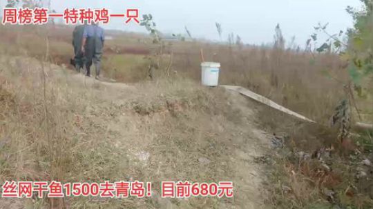 先收地笼！接着抽水干塘 2019-11-07 09点场