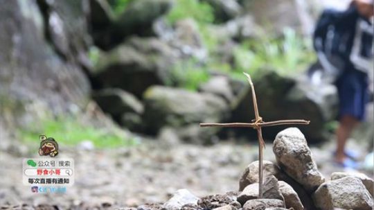 我在斗鱼看野食小哥直播美食