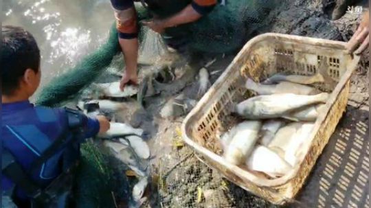 怼塘！血亏？？？ 2019-11-09 13点场