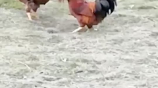 搞和谐 还得女士