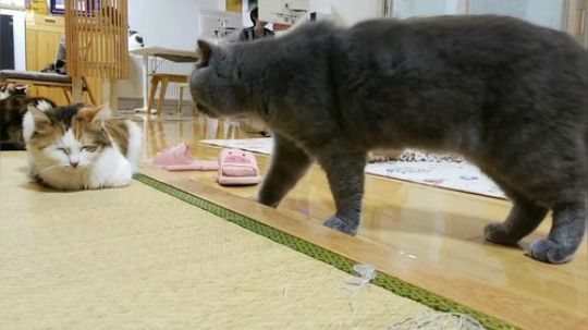 我在斗鱼看猫粮战士直播户外