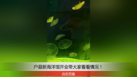 分享备用：原创视频——户县新海洋馆开业带大家看看情况！