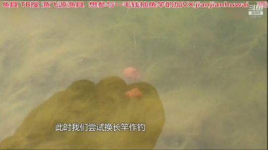 我在斗鱼看贱贱钓鱼直播乡野