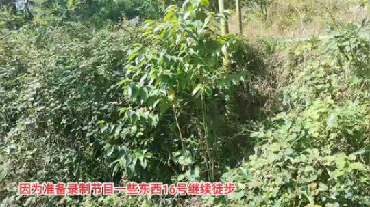 开心打野快乐美食 2019-11-14 11点场