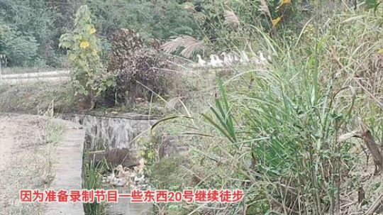 哆啦爱梦梦发布了一个斗鱼视频2019-11-16