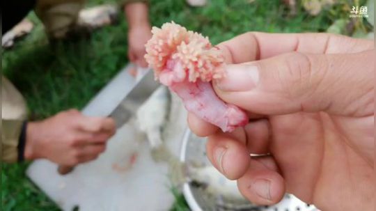 双倍亲密度，大型野外美食TV 2019-11-18 11点场