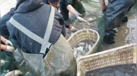 勇士出击抓鱼 2019-11-19 16点场