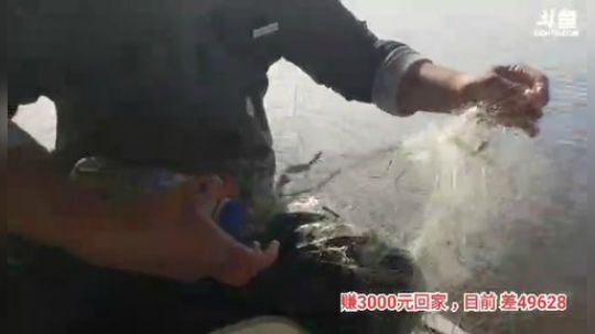 十一郎君01发布了一个斗鱼视频2019-11-20