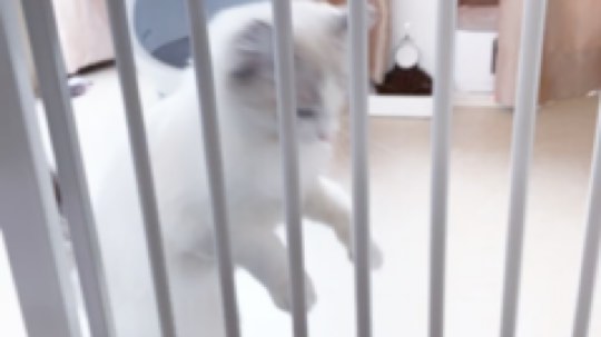 林旧Lin9发布了一个斗鱼视频2019-11-22