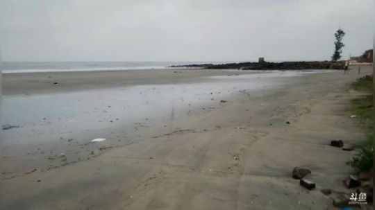 早上六点半，赶海！！！ 2019-11-30 06点场