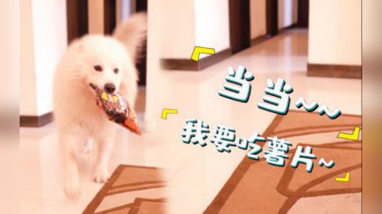 【萨摩耶主播】主人你要的薯片来啦~嗷呜