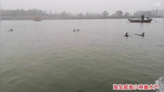 科头溜子发布了一个斗鱼视频2019-11-30