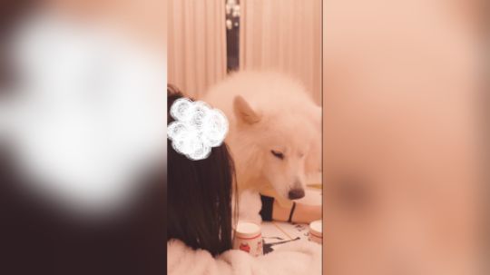 【萨摩耶主播】和当当第一次猜杯子吃薯片，没想到它好会呀