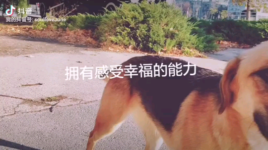 木木乱闯发布了一个斗鱼视频2019-12-02