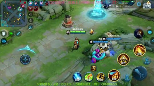 可爱的小灰灰带粉混分！ 2019-12-01 09点场