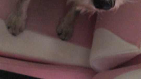 普通话很包准的龟发布了一个斗鱼视频2019-12-04