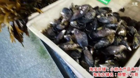 风里雨里，海鲜走起。 2019-12-05 14点场