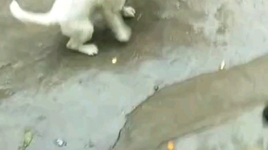 下一代猎犬快要出炉了