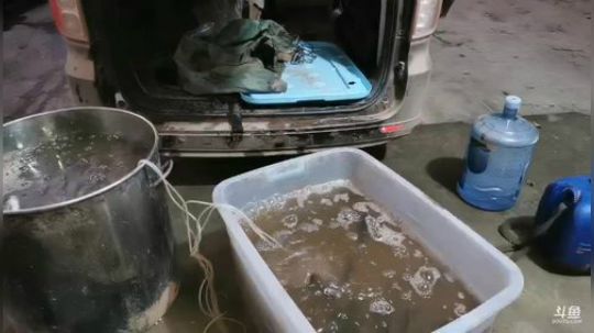 【年味】制作腊鱼~ 2019-12-06 18点场