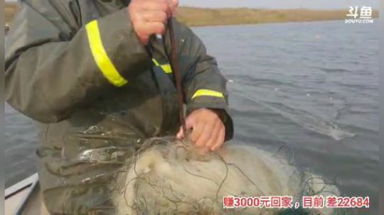 十一郎君01发布了一个斗鱼视频2019-12-06
