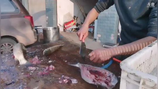 【年味】制作腊鱼~ 2019-12-06 16点场