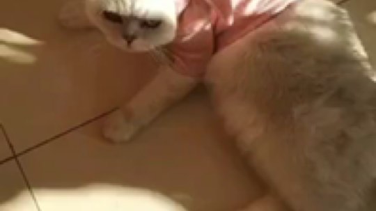 胖胖的黑叔叔发布了一个斗鱼视频2019-12-07