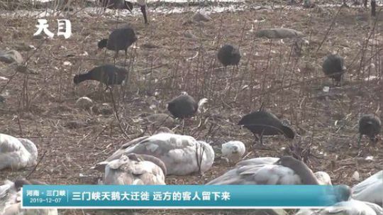 三门峡天鹅大迁徙 远方的客人留下来 2019-12-07 11点场