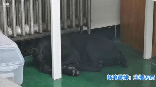 我在斗鱼看无尽无尽的无尽直播美食