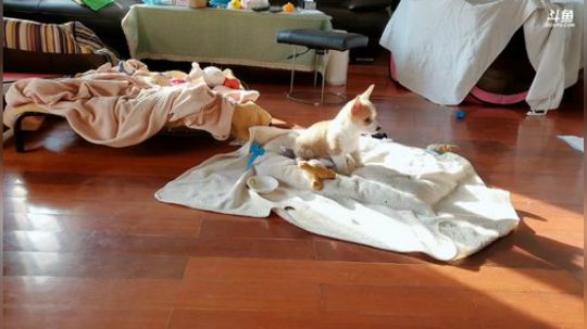 狗主播直播时间～ 2019-12-02 14点场