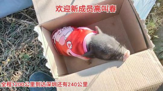 我在斗鱼看魅力生活i直播美食