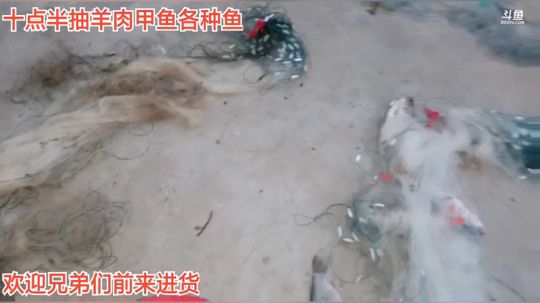兔子兔子鱼！快来搞它 2019-12-10 06点场