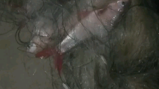 鱼管够