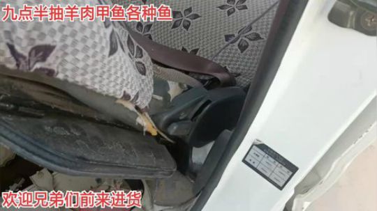 搞羊！抽甲鱼！鳜鱼！激浪鱼 2019-12-08 07点场