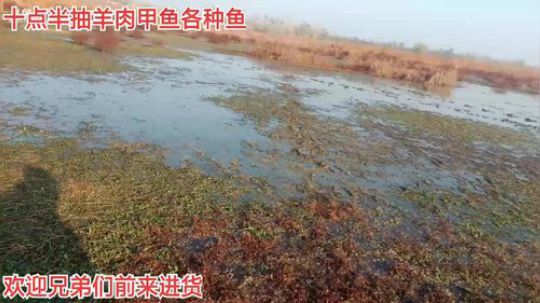 来来来！分鱼了！！ 2019-12-09 08点场