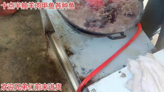 搞羊！抽甲鱼！鳜鱼！激浪鱼 2019-12-08 09点场