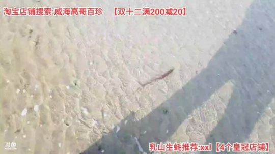 西北老狼哥哥发布了一个斗鱼视频2019-12-13