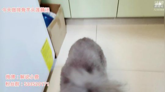 【陪伴】御姐鹿的厨房时间~ 2019-12-12 18点场