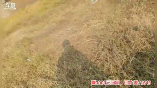十一郎君01发布了一个斗鱼视频2019-12-13