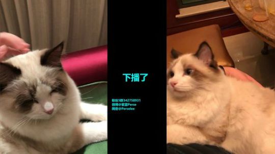 紫蓝Perse:想先看守望还是吃鸡呢？ 2019-12-13 22点场