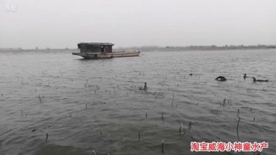 科头溜子发布了一个斗鱼视频2019-12-15