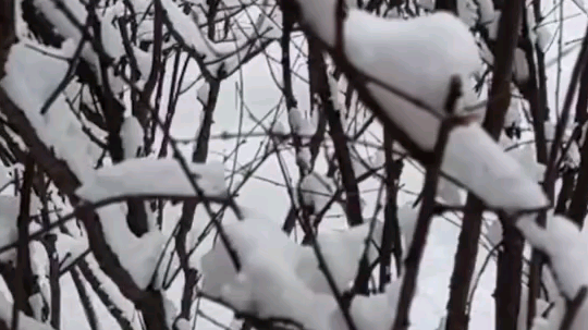 家乡的雪