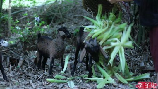 圆园团团发布了一个斗鱼视频2019-12-19