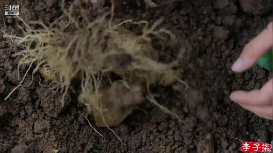 藤一的小幸运发布了一个斗鱼视频2019-12-19