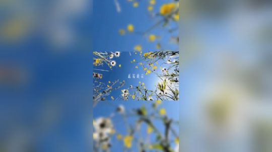 一定是我[鲨鱼爱你]