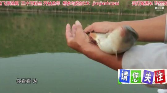 我在斗鱼看贱贱钓鱼直播乡野