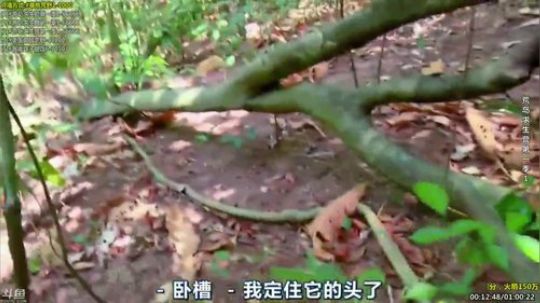 户外遛狗王飞哥发布了一个斗鱼视频2019-12-20