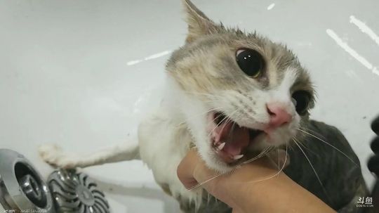 猴猴的吃播