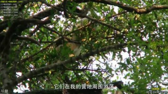 护法惊丶发布了一个斗鱼视频2019-12-21