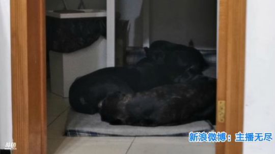 大鹏7889发布了一个斗鱼视频2019-12-22